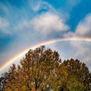 Picture of the week: Rainbow over the trees in the park