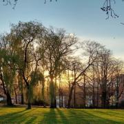 Picture of the week: Sunlight breaking through the trees
