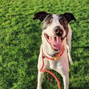 David, a delightful lurcher cross, has been in the care of the Scottish SPCA’s Dunbartonshire Centre for nearly four years