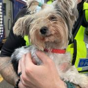 The female dog was discovered running around at Anniesland Train Station on August 1