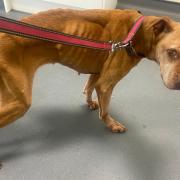 Investigation underway after dog found emaciated and in 'extremely poor condition'