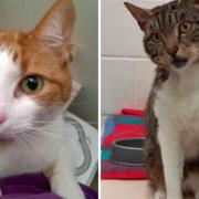 Two cats at the SSPCA's Dumbarton centre on hunt for new homes