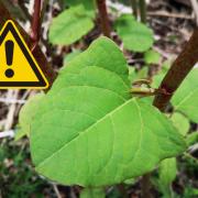 There were a number of Japanese knotweed spots across West Dunbartonshire