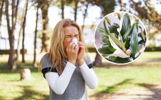 Did you know houseplants can help with dreaded hay fever symptoms?