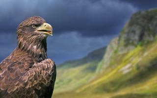 From pine martens to bottlenose dolphins, there are many stunning wild animals to see in Scotland