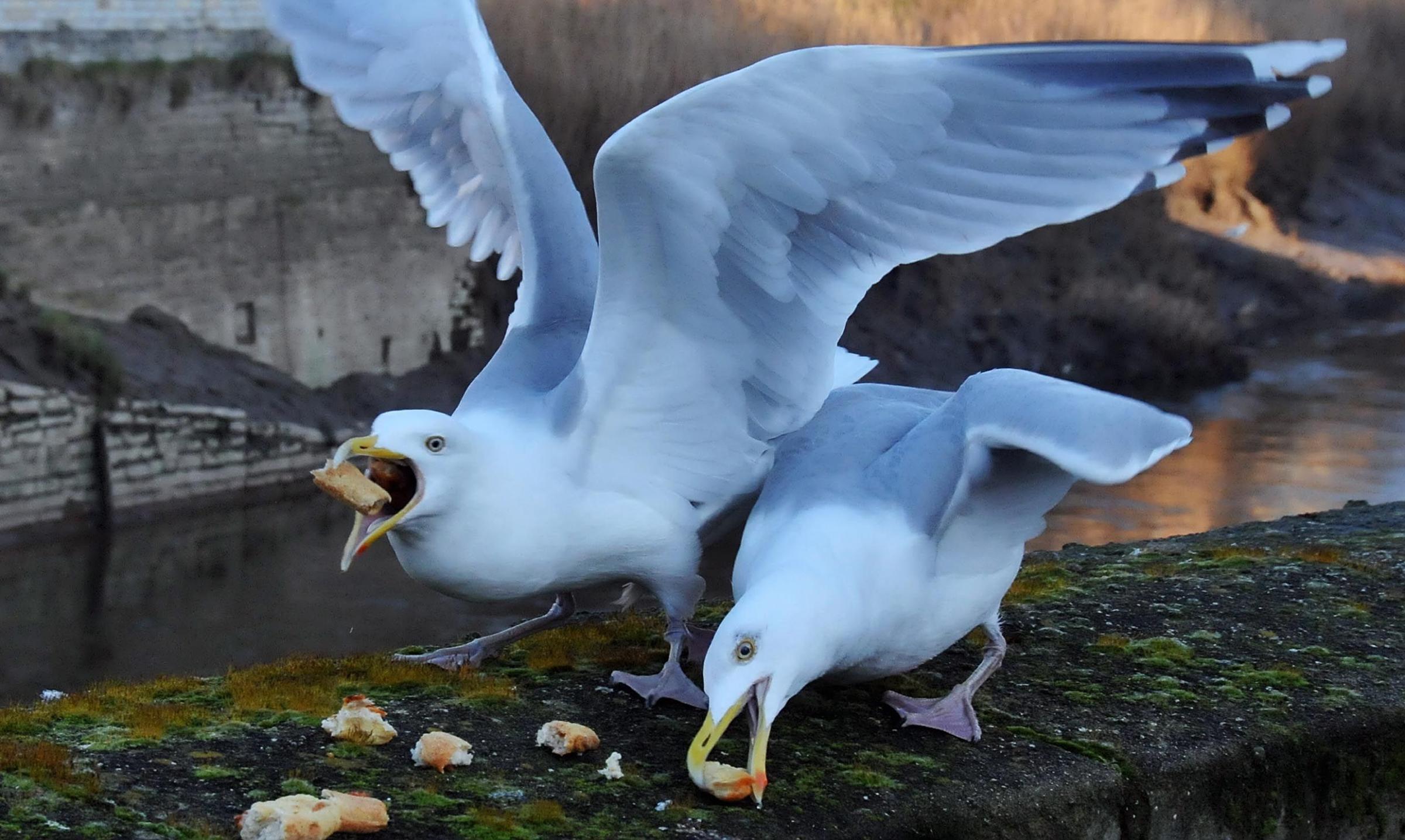 West Dunbartonshire councillors' seagull plea to public
