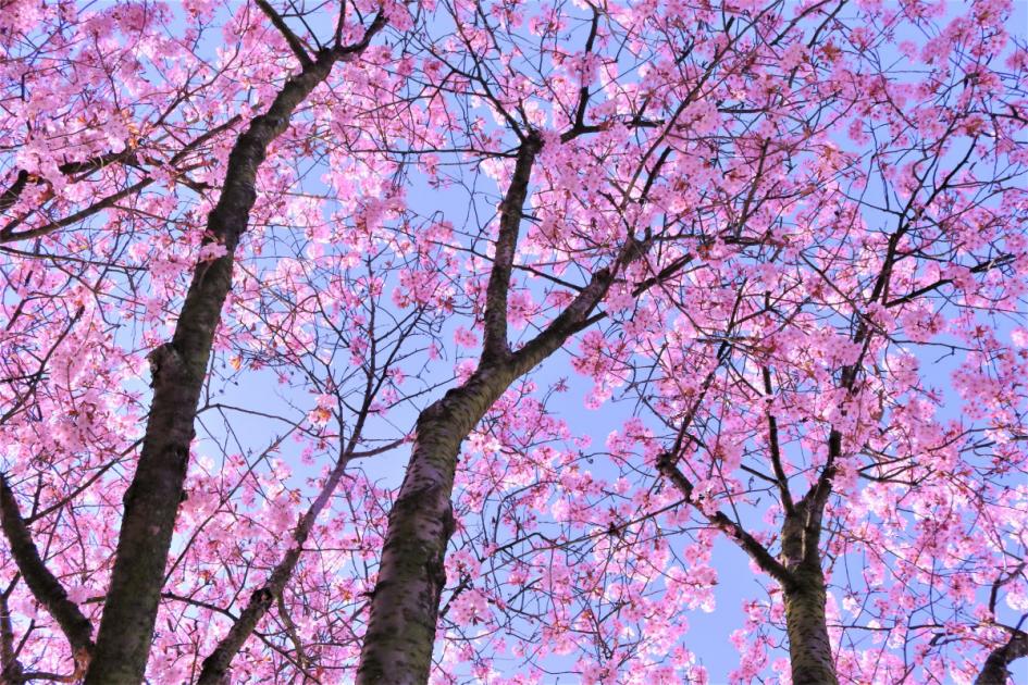 Scottish city among the best 'alternative' places to see the cherry blossom bloom