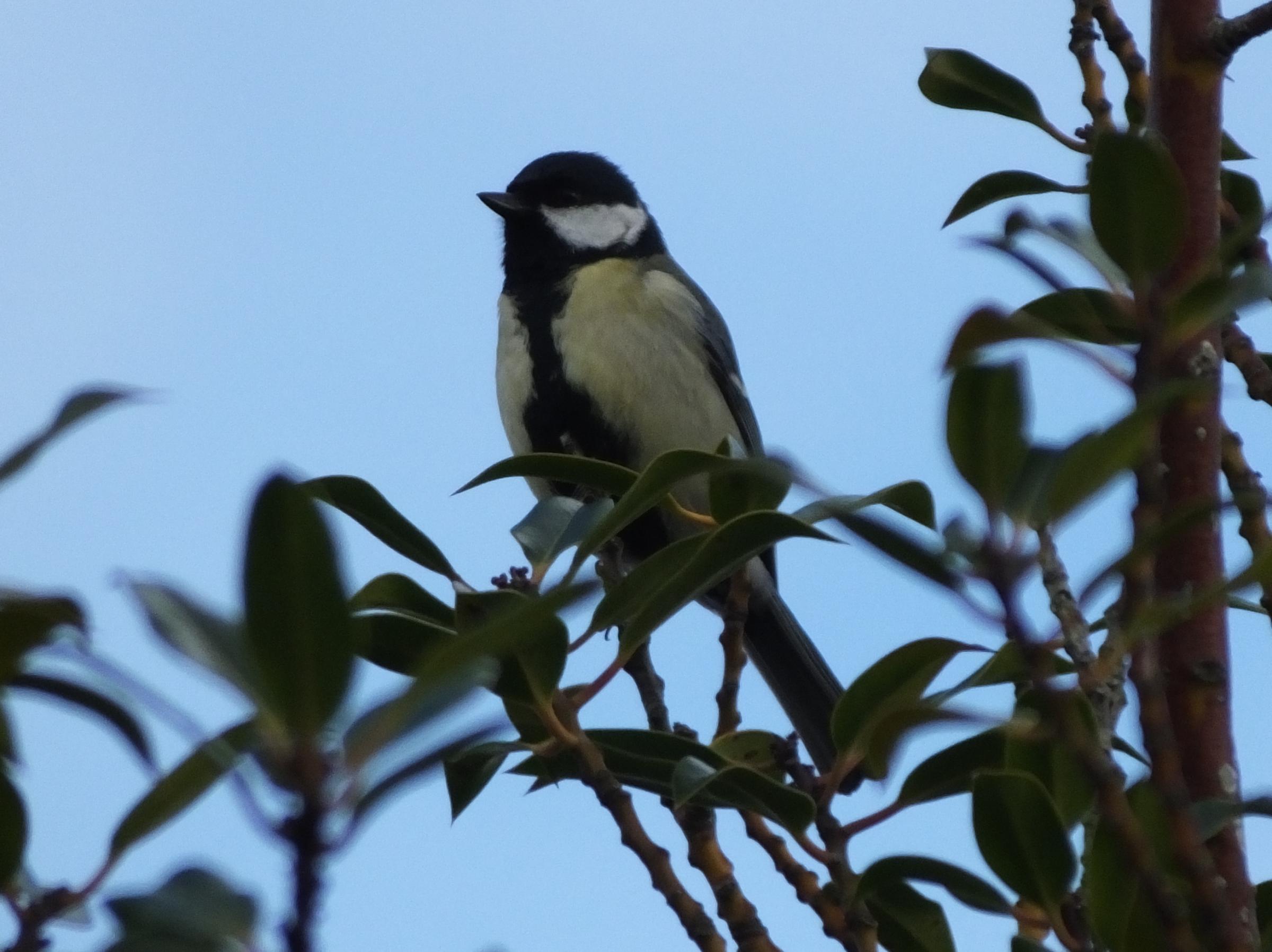 A member of the tit family