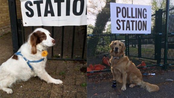 Dogs at polling stations: How did the UK's best voting day tradition start? 