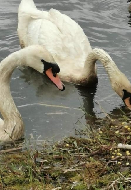 Two adults and six one-week old cygnets were taken to safety