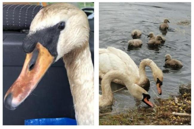 Couple save Old Kilpatrick swans covered in oil at reserve