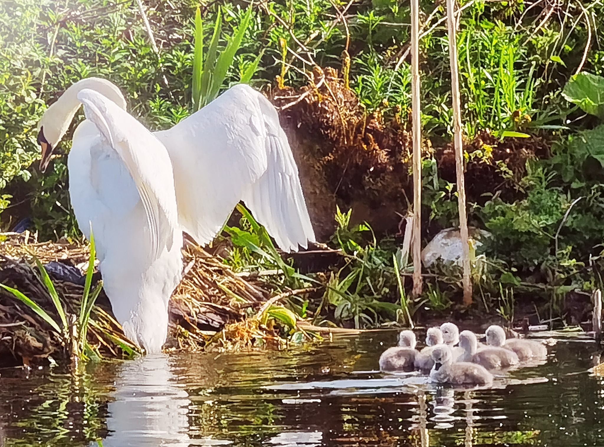 A mother swan with her baby cygnets at Old Kilpatrick by Graeme Thom