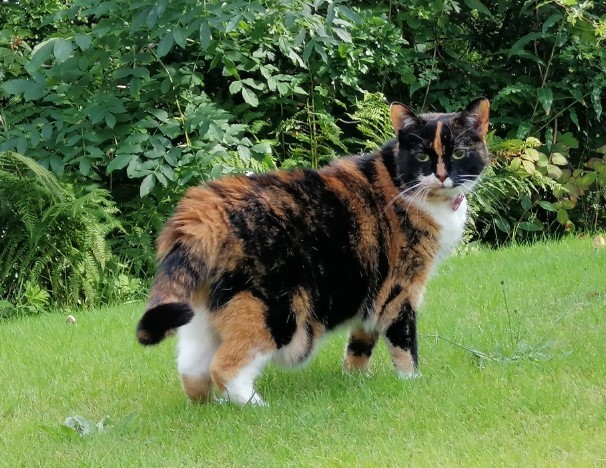 Feline pancytopenia: Cat owners urged to be on alert after more than 300 deaths