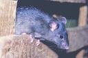 AN6K03 Black Rat Rattus rattus United Kingdom.