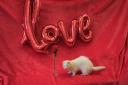 Sprout, a ferret being cared for by the Scottish SPCA, is seeking a new home this Valentine's Day