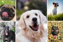 Tibetan Mastiffs,  Newfoundlands and Mastiffs are among the most expensive dog breeds to own over their lifetimes, according to new research.