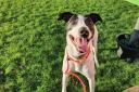 David, a delightful lurcher cross, has been in the care of the Scottish SPCA’s Dunbartonshire Centre for nearly four years