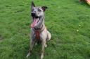 Luna the Lurcher is currently in the care of the Scottish SPCA's Dunbartonshire Centre