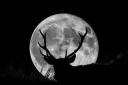 Everything you need to know as Buck Moon set to become visible across Scotland