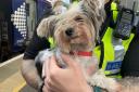 The female dog was discovered running around at Anniesland Train Station on August 1