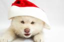 Pooches will get a snap with Santa