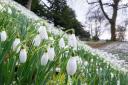 Roll out the white carpet for this year's Snowdrop Festival