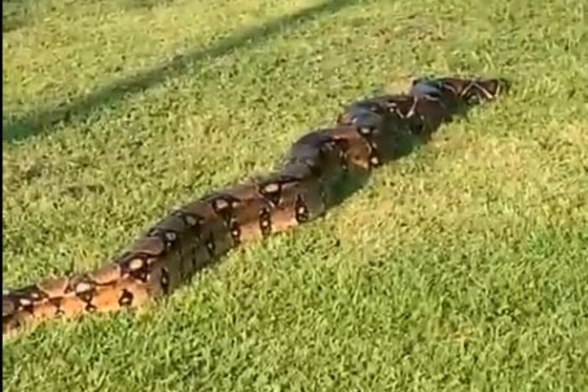 Boa constrictor in Clydebank soaks up sun - and stuns residents