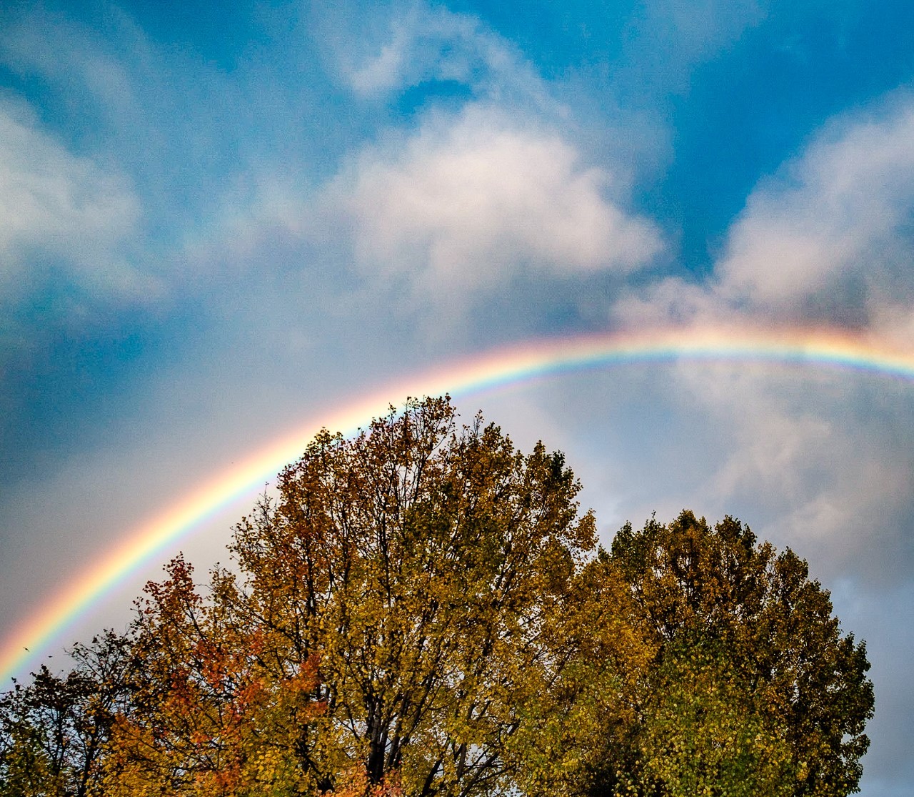 Picture of the week: Rainbow over the trees in the park