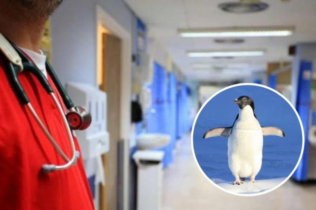 Health bosses urge the public to walk like penguins during the icy spell this weekend