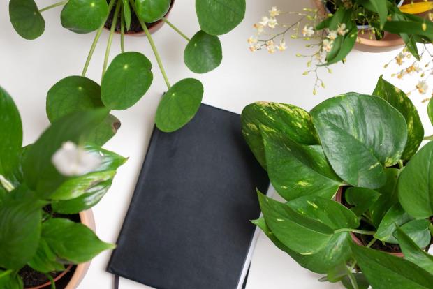 Clydebank Post: A black notebook surrounded by indoor plants. Credit: PA