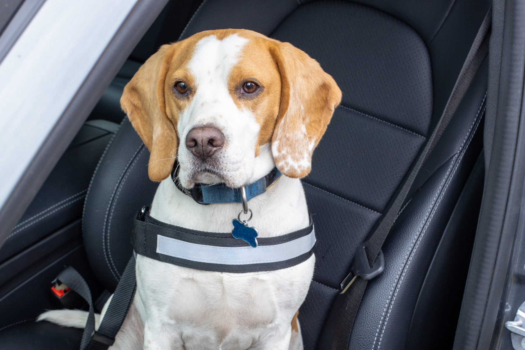 Warning driving with a dog in your car could land you £5,000 fine