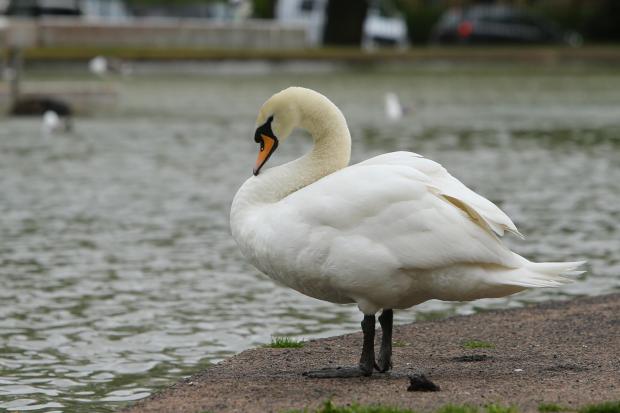 Graphic images: 'Dismay as Queen's Park swan dies suddenly