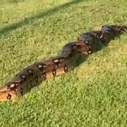 The snake was spotted on a grassy patch in Drumry
