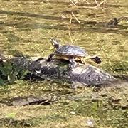 The turtle was spotted sunning itself on a downed tree