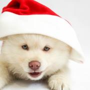 Pooches will get a snap with Santa