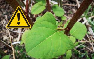 There were a number of Japanese knotweed spots across West Dunbartonshire